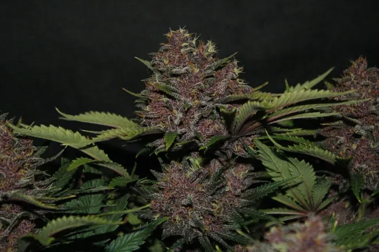a sativa dominant hybrid at a madrid cannabis club dispensary. 