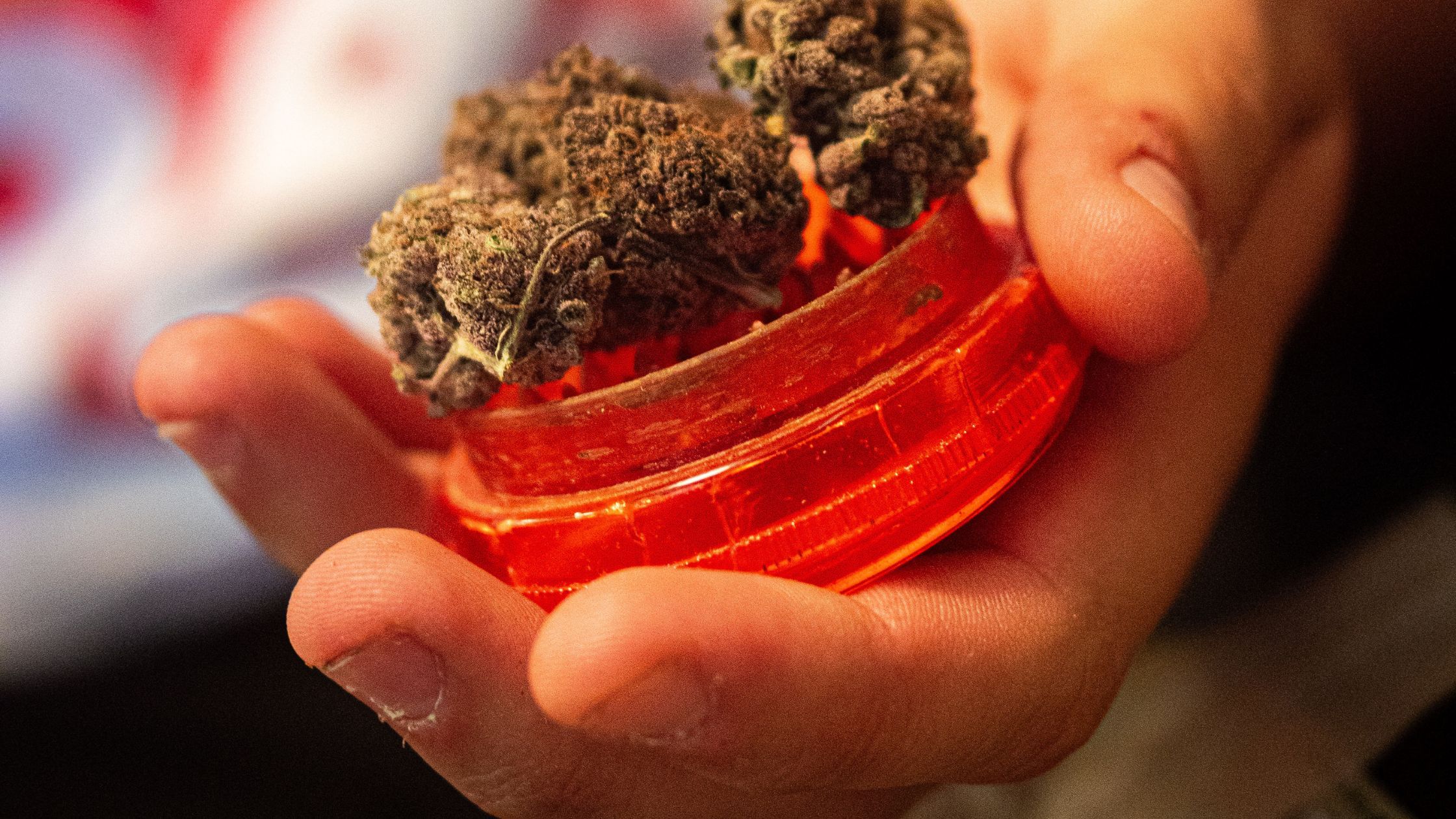 weed taken out of a cannabis club in madrid