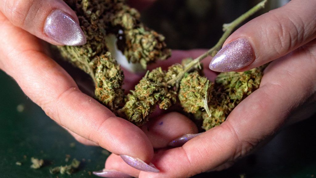 Club de fumadores en Madrid guía práctica para unirte a un club cannábico manos con marijuana en un club de fumadores en Madrid