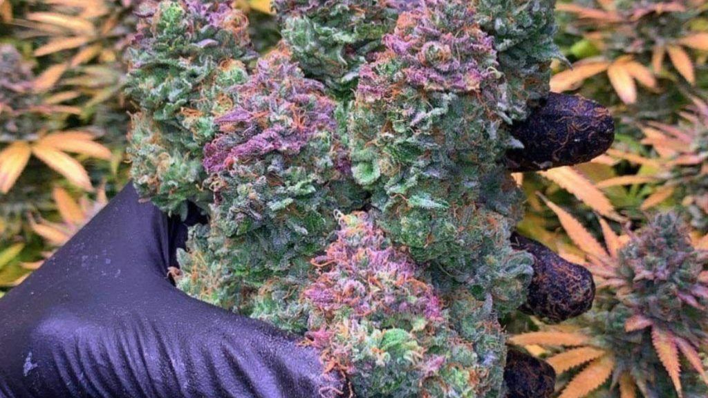 pacific purple organic grown weed in Madrid grow house