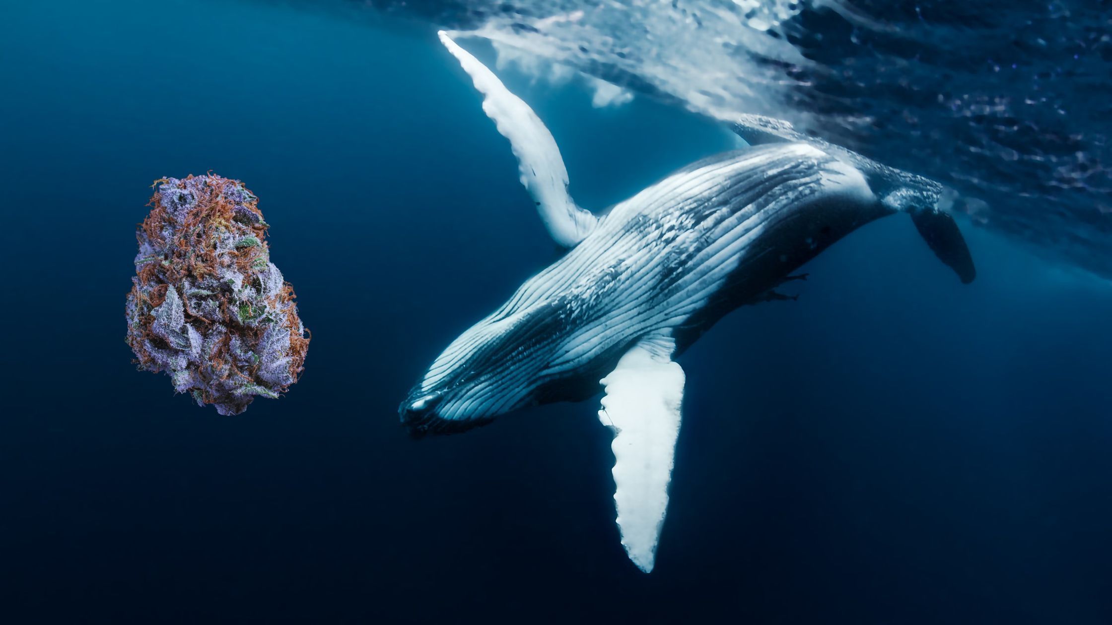 West Coast Cannabis Strains Madrid: Pacific Blue at clubs falcanna strain pacific blue in an ocean on the USA west coast with a blue whale