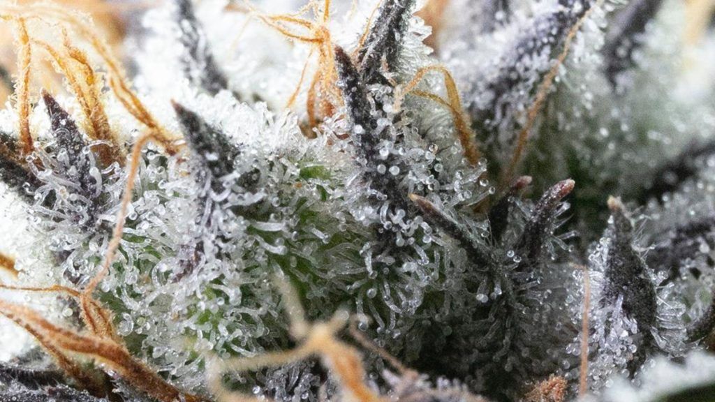 Sativa Weed in Madrid: Best Strains and Where to Find sativa weed in Madrid