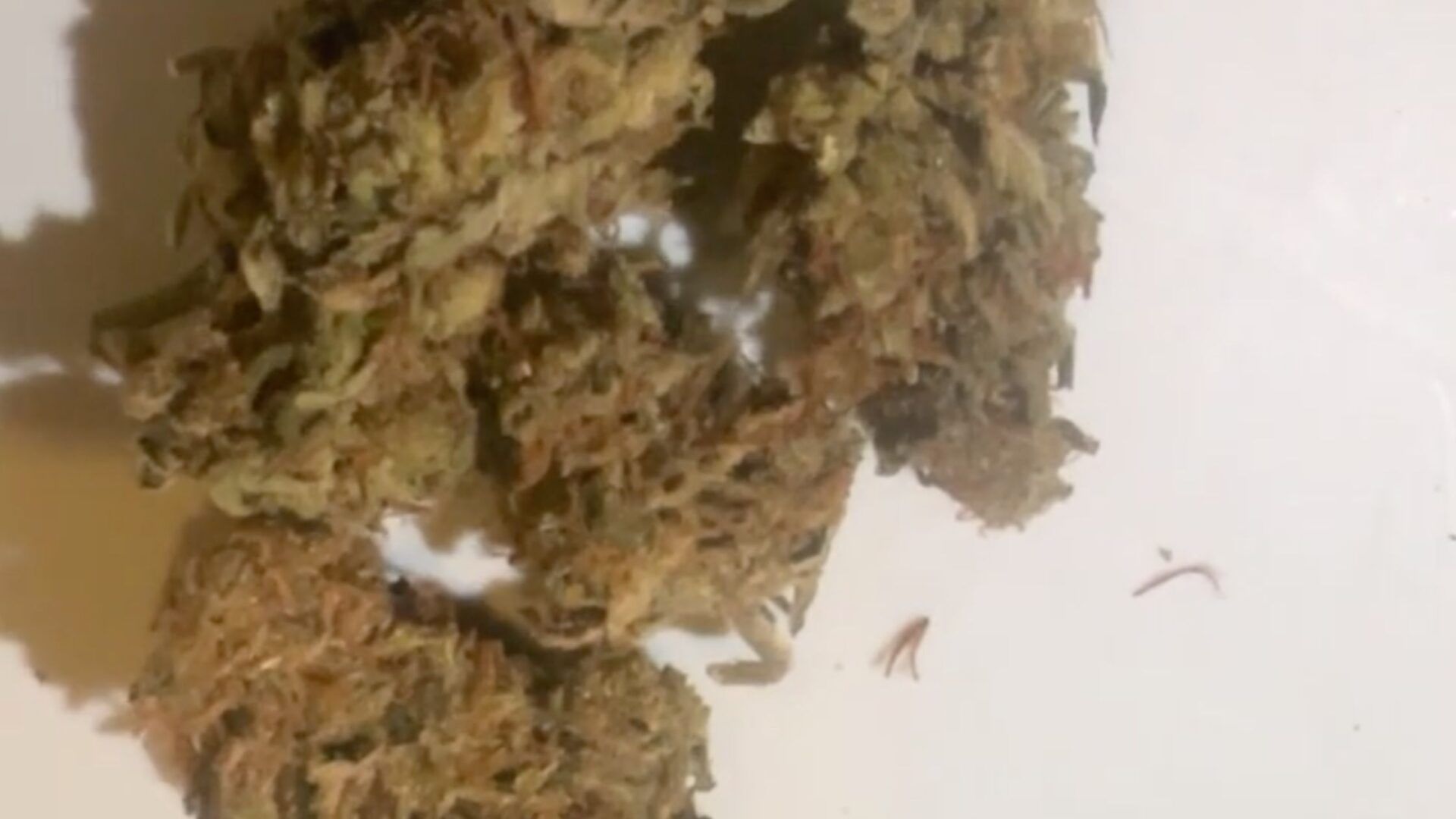 Sativa weed from falcanna club super lemon haze